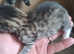 Bengals