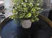 FAUX plant bushy in white pot