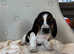 Bassett hound puppies for sale