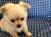 Chihuahua puppies Adorable