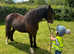 11.2hh 13 year old reg section A