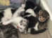 Beautiful Part bengal kittens