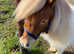 Gorgeous Red and White Mini Shetland Gelding For Sale