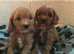 Cavalier x toy poodle puppies
