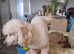 Toy poodle
