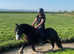 13hh 7 year old cob gelding