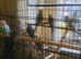 Budgies for sale