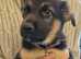 German Shepherd puppies - KC Reg