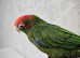 Rose-Crowned Conure
