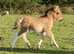 Golden Dun registered colt