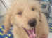 Five Star Licensed Hobby Breeder