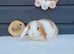Gorgeous mini lop rabbit
