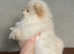 Extra Small Teddy Bear Pomeranian puppy