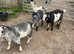 4 Pygmy goats for sale