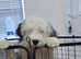 Old english sheepdog male