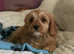 Cute cavapoo puppies