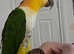 Kiki The Caique (with full setup)