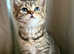British shorthair Rare Silver white And Gold Silver