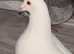 A big pair of pigeons