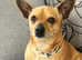 Honey little Chihuahua mix girl almost 4 years old , we rescued and now we look for her forever home