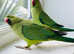 Baby talking Indian ringnack parrot
