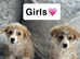 Kc registered Welsh Pembroke corgis