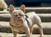 New shade Isabella french bulldog for stud