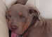 American bulldog puppy for sale