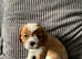 Cavalier King Charles spaniel puppies for sale