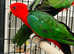 Australian King Parrot proven Pair