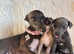 Litter of 2 stunning Italian greyhound pups available