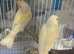 Canary