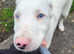 Welsh collie mix blue eyes female!