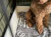 Red miniature poodles
