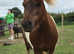 Red and white shetland mare