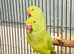 Beautiful Green Ringneck Parrot