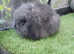 Sable double mane mini lion lop baby rabbit buck