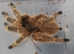 Taksinus bambus - bamboo tarantula