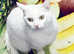 Terkish Angora white female cat