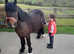 Gorgeous 4 yr old 12.1 gypsy cob