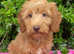 Miniature/Medium Size Goldendoodle Puppies