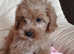 Outstanding Cavapoo puppies