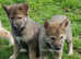 Rare breed Tamaskan.  Pedigree and Registered female puppy.   PRICE REDUCTION