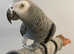 Talking Cuddly Very Tame African Grey Parrot