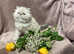 4 SCRUMPTIOUS PERSIAN KITTENS READY SOON (28 MAY)