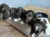 Gorgeous litter of ESS puppies