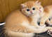 SOLD New Litters Available GCCF Registered British Shorthair Chocolate Golden Kittens All Reserved New Litters Available