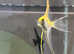 2 angelfish for new waters