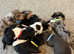 Jack Russel Puppys : Much wenlock : ONLY 3 LEFT