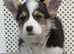 Quality health tested Boy puppy Available
